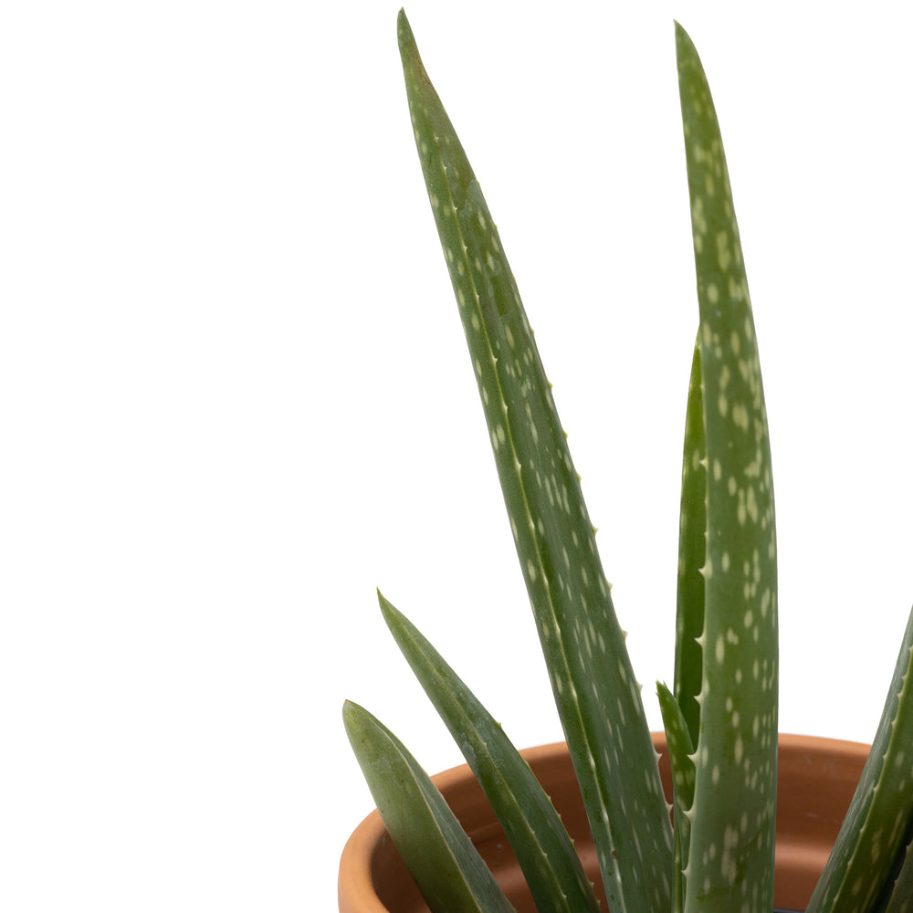 8" Aloe Vera