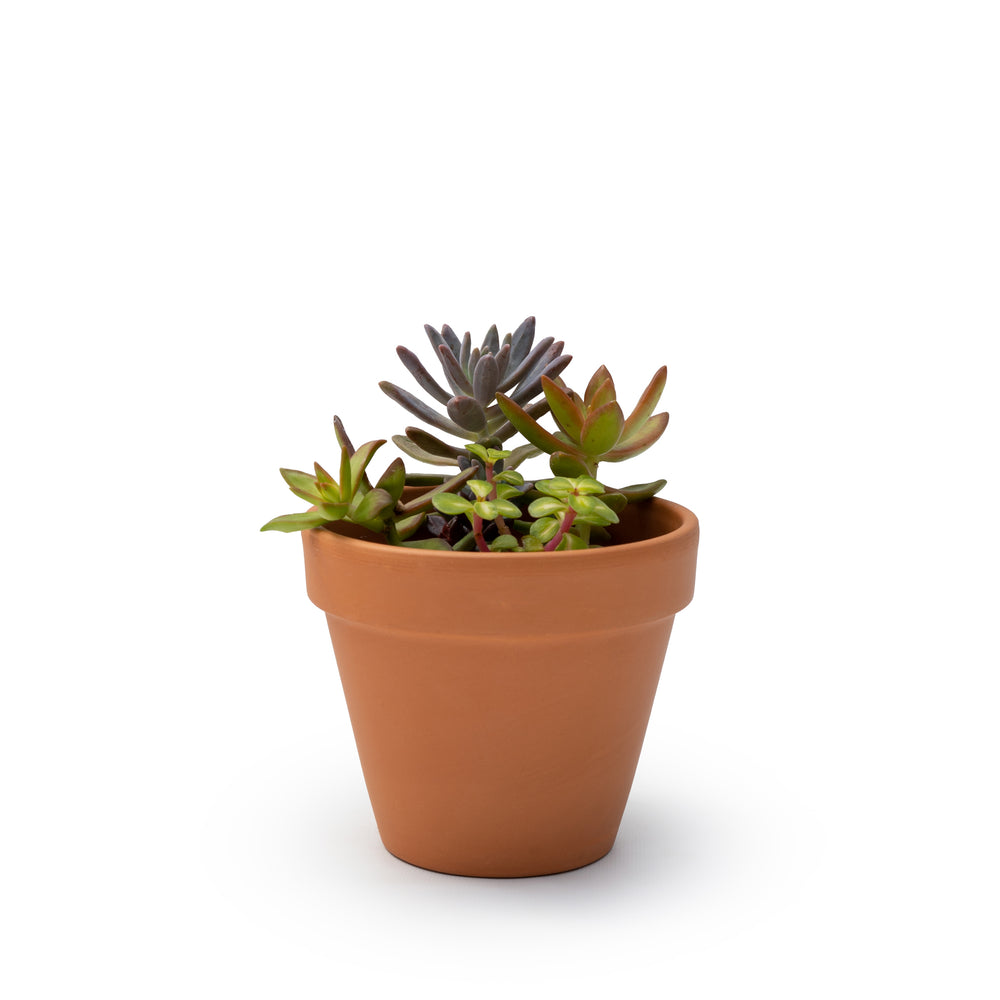 4" Succulent Combo