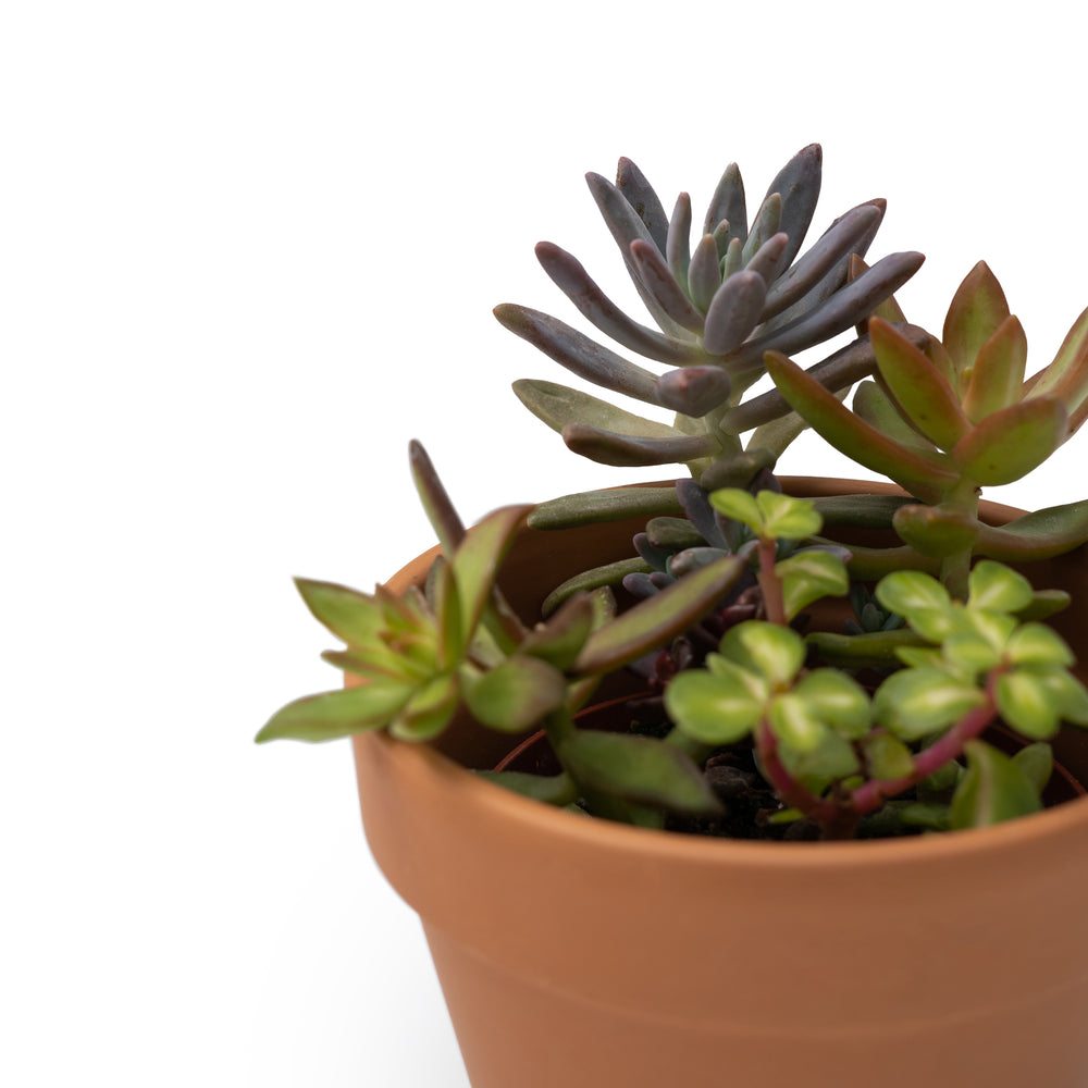 succulent combo 4" Succulent Combo – Anna's Garden, Home & Wellness