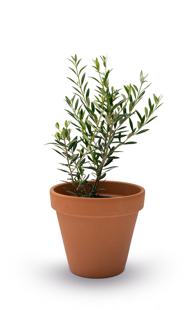 1G Olive Tree