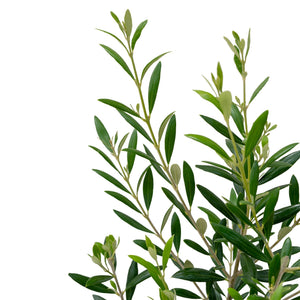 6" Olive Tree - Erie Migration District School  - Elementary
