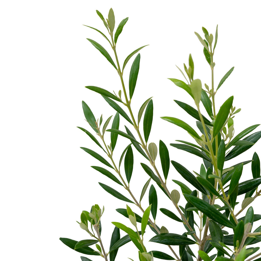 6" Olive Tree  - The Country Learning Centre Inc.