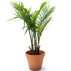 10" Majesty Palm  - Sandwich Secondary School