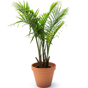 10" Majesty Palm  - Hundred Acre Wood School