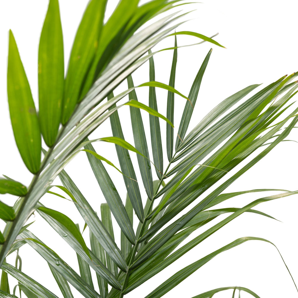 10" Majesty Palm  - Canadian Mental Health Association