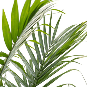10" Majesty Palm  - St. Joseph Catholic Elementary School