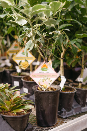 5" Variegated Pink Lemon