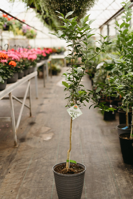 10" Standard Key Lime Tree