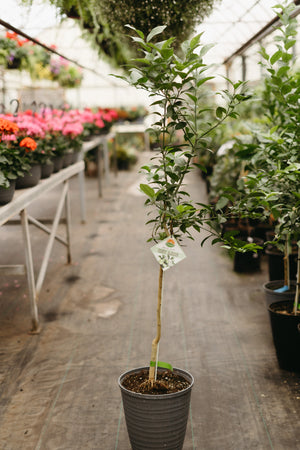 10" Standard Meyer Lemon Tree