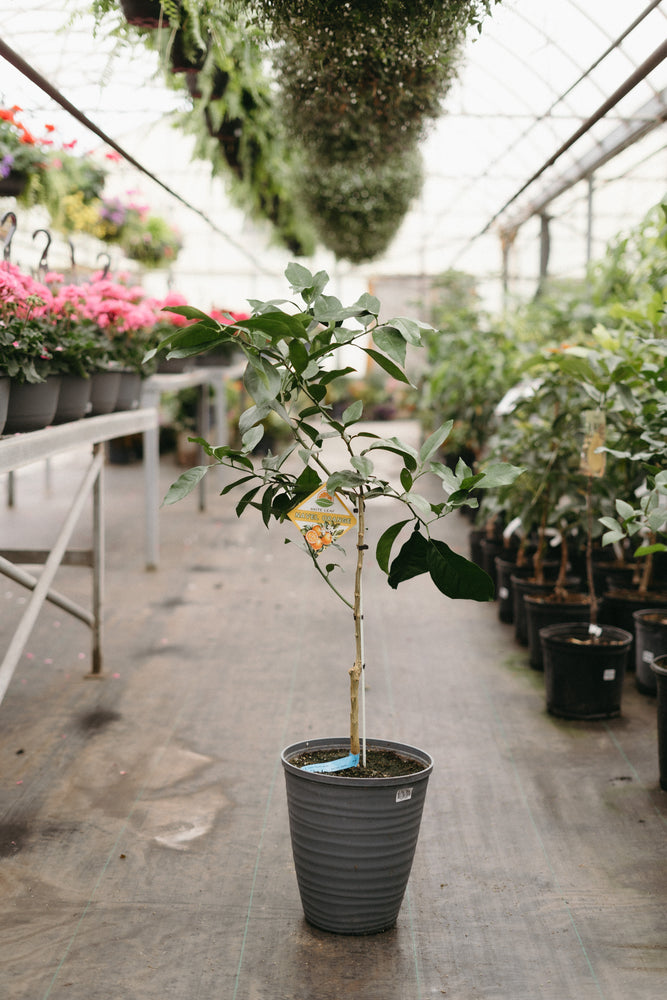 10" Navel Orange