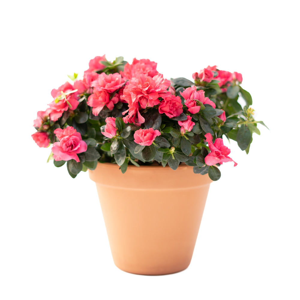 6" Azalea Bush (Multiple Colours)