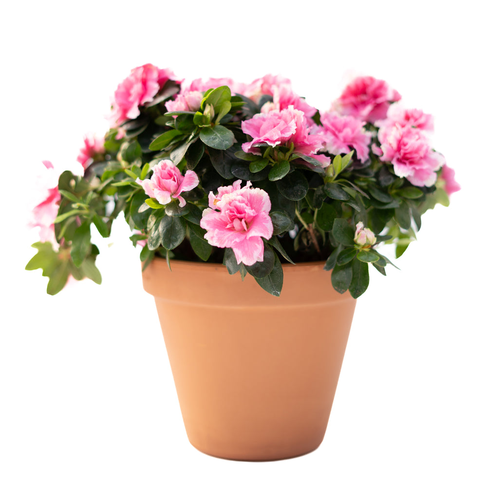 6" Azalea Bush (Multiple Colours)