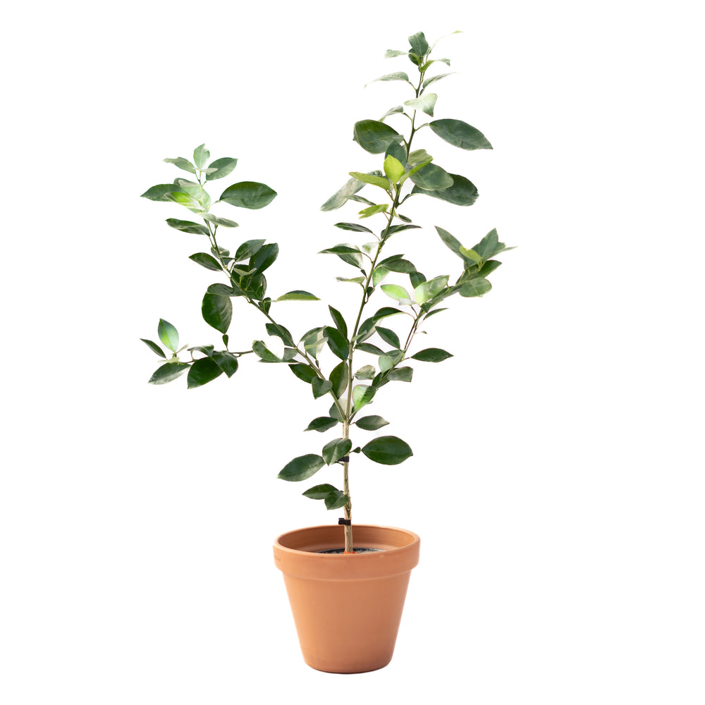 5" Navel Orange Tree (G)