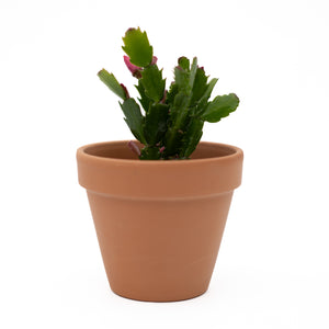 4" Christmas Cactus (Zygo)