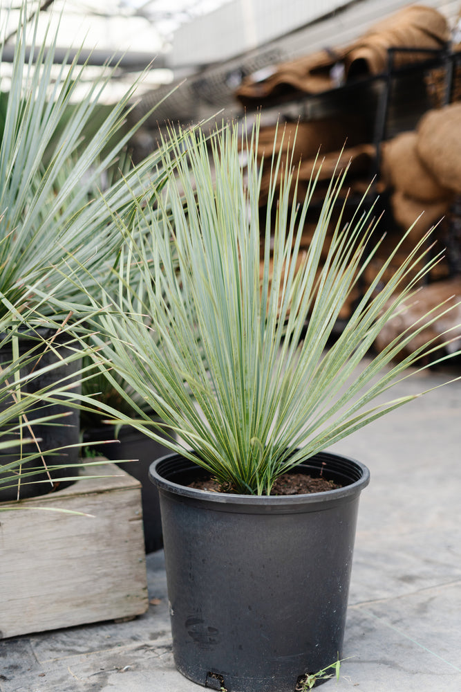 15G Aloe Hercules