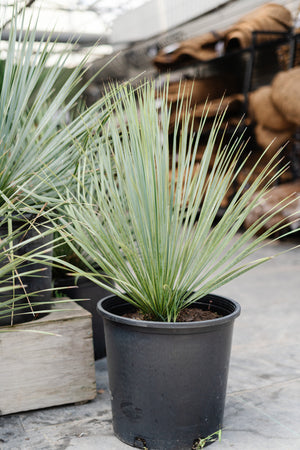 15G Aloe Hercules