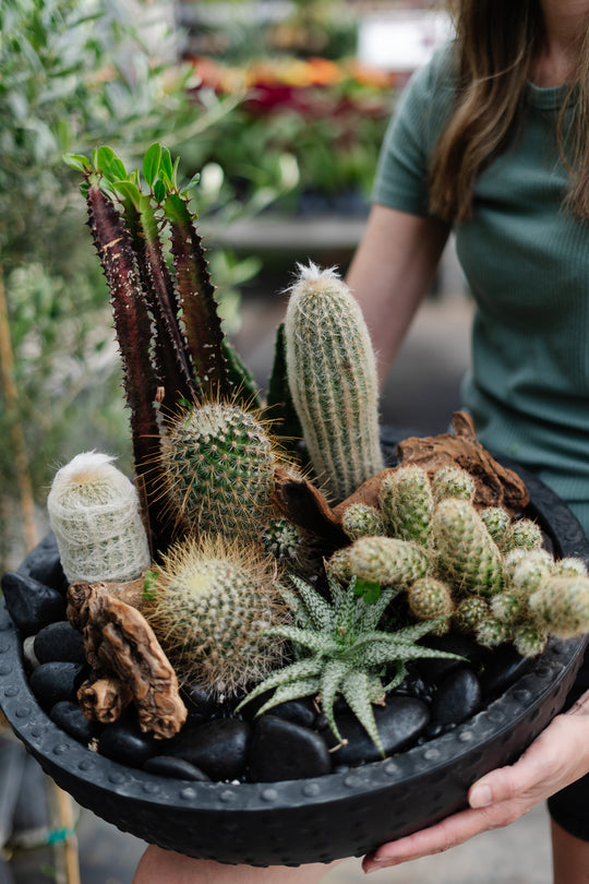 Cactus Arrangement