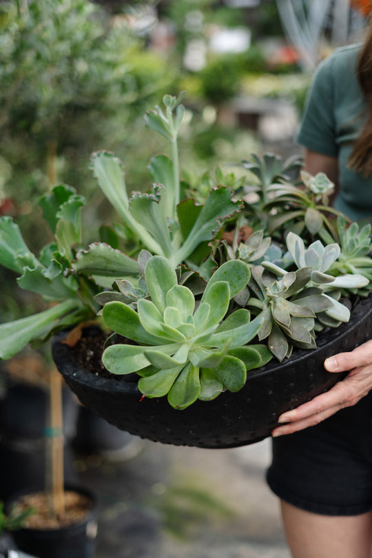Succulent Arrangement