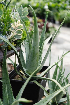 10" Aloe Vera