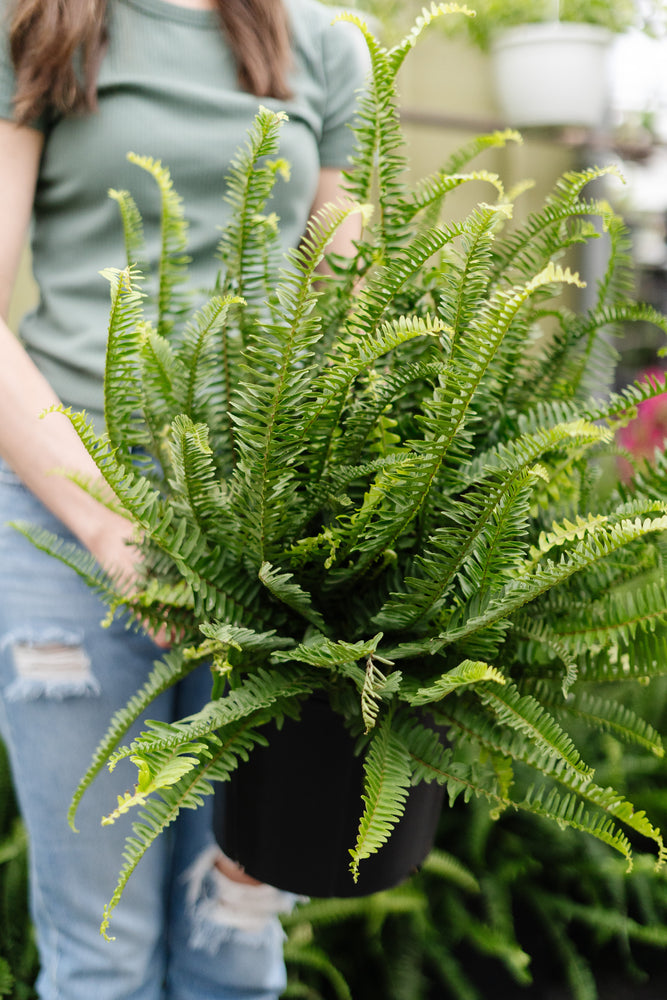 10" Kimberly Queen Fern 3G