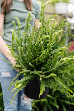 10" Kimberly Queen Fern 3G