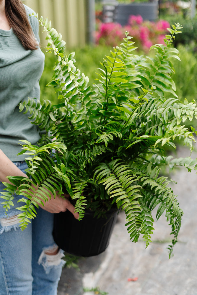 10" Macho Fern