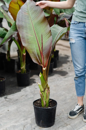 10" Red Banana (Ensete)
