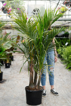 14" Spindle Palm Tree Multi