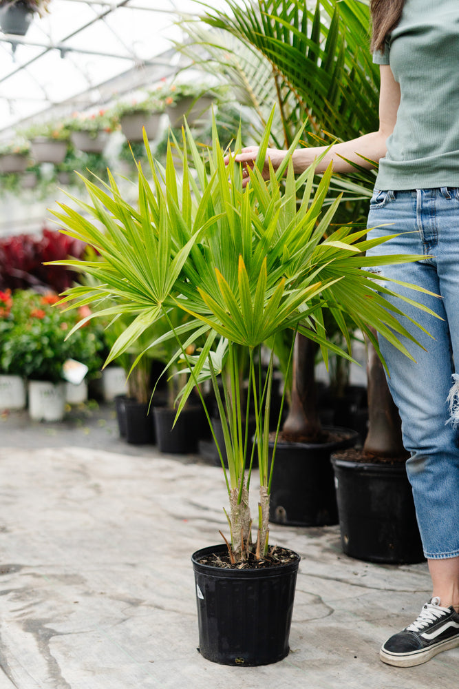 10" Thatch Palm