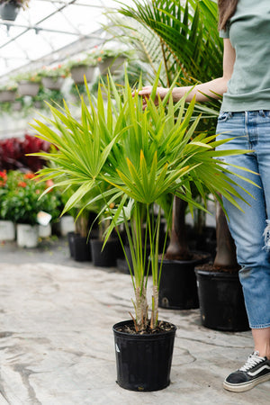 10" Thatch Palm