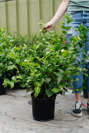 10" Jasmine