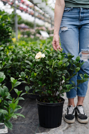 10" Gardenia Aimee Bush
