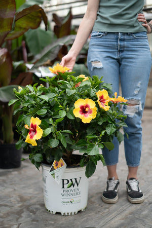 14" Hollywood Hibiscus Bush (Multiple Colours)