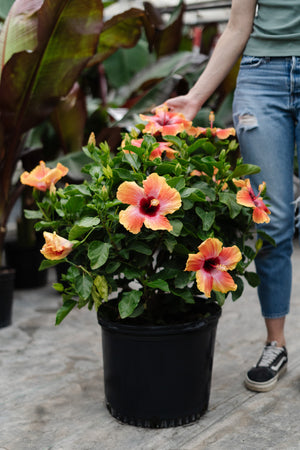 14" Hollywood Hibiscus Bush (Multiple Colours)