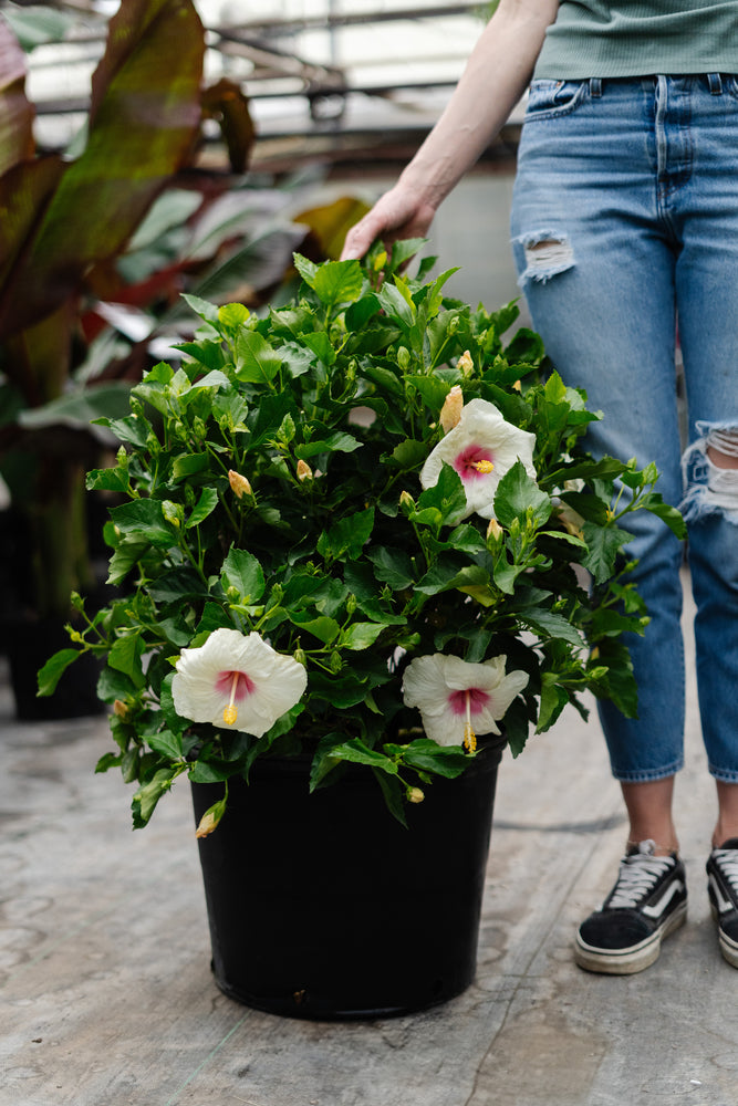 14" Hollywood Hibiscus Bush (Multiple Colours)