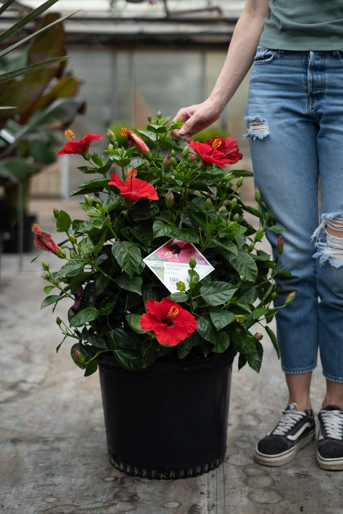 14" Hollywood Hibiscus Bush (Multiple Colours)