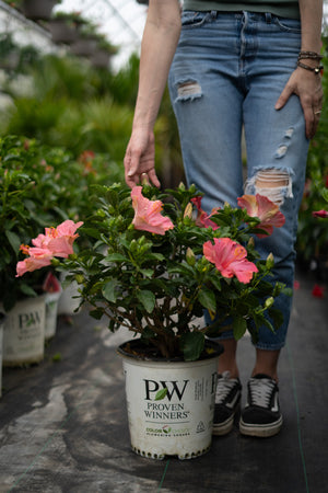 10" Hollywood Hibiscus Bush (Multiple Colours)