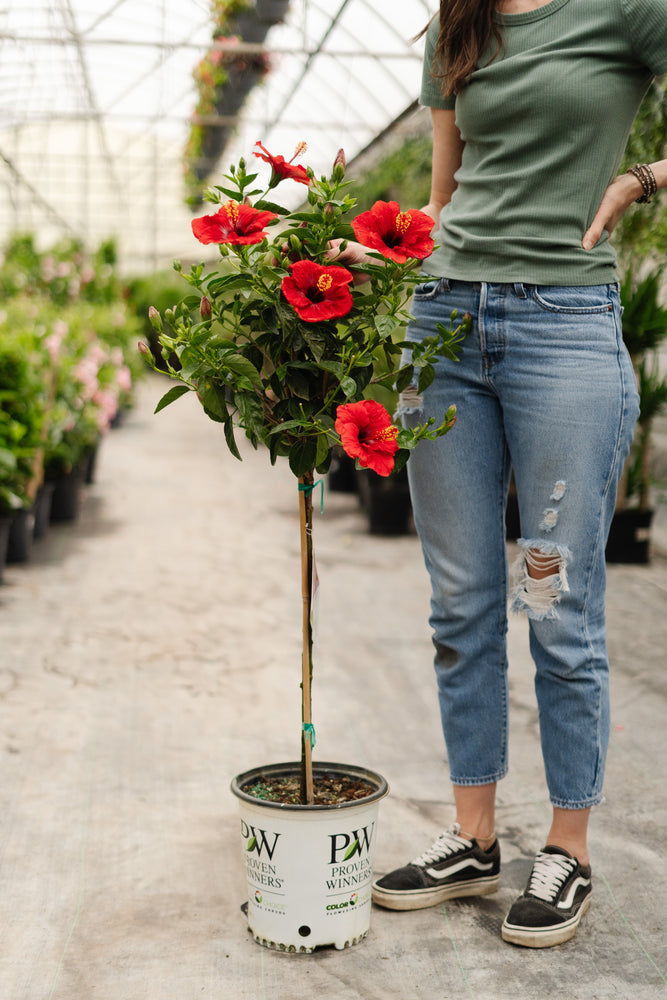 10" Hollywood Hibiscus Standard (Multiple Colours)