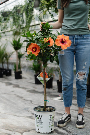 10" Hollywood Hibiscus Standard (Multiple Colours)