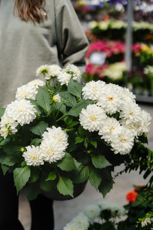 10" Dahlia (Multiple Colours)