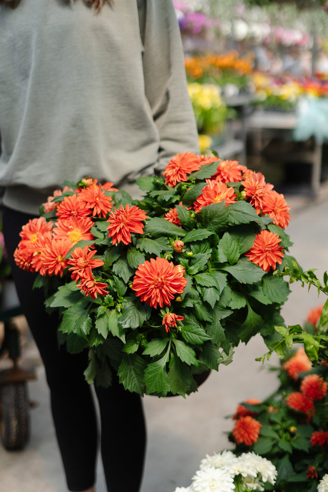10" Dahlia (Multiple Colours)