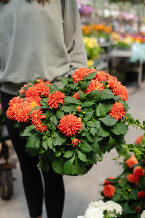 10" Dahlia (Multiple Colours)