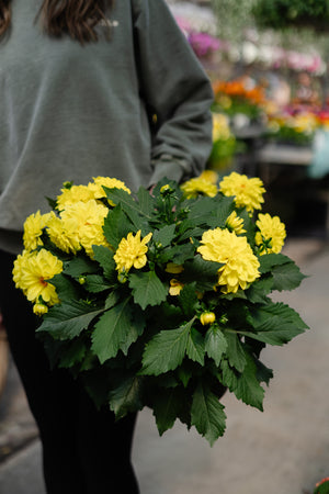 10" Dahlia (Multiple Colours)