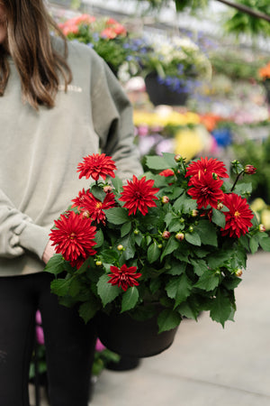 10" Dahlia (Multiple Colours)