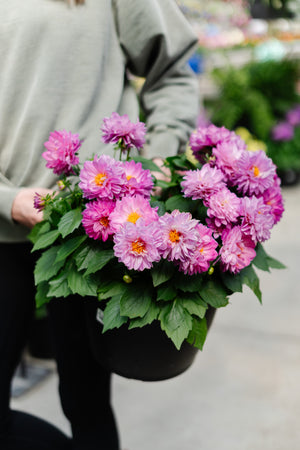 10" Dahlia (Multiple Colours)