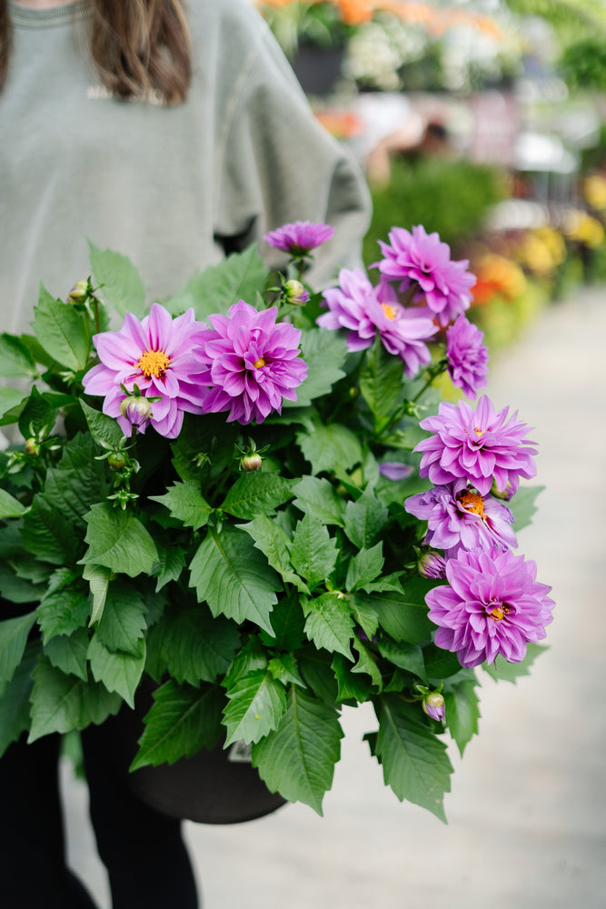 10" Dahlia (Multiple Colours)