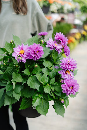 10" Dahlia (Multiple Colours)