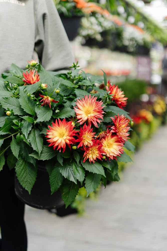 10" Dahlia (Multiple Colours)