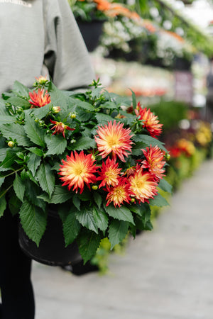 10" Dahlia (Multiple Colours)