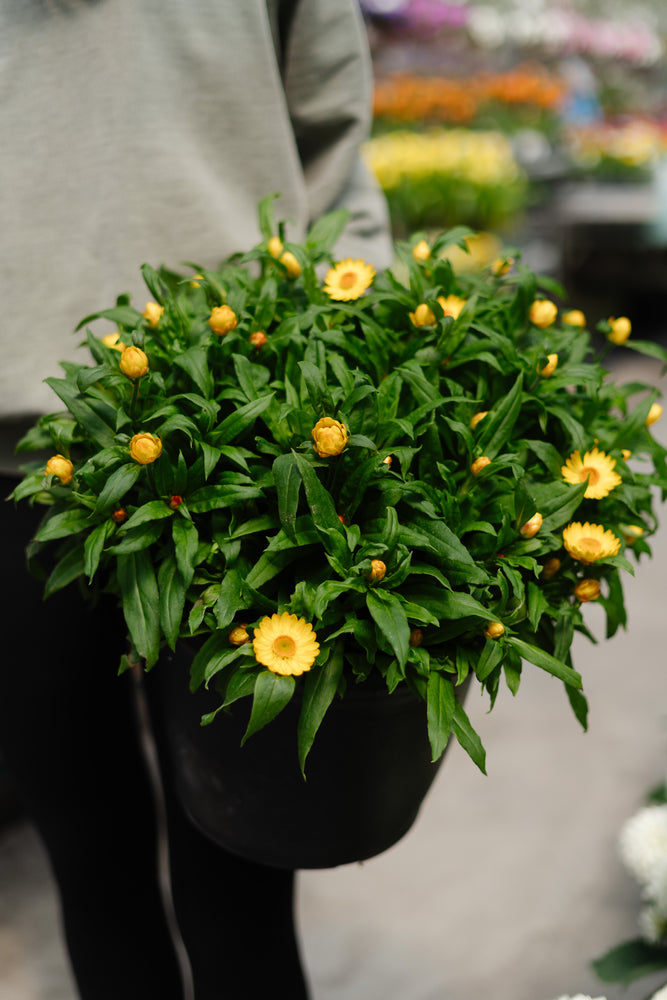 11" Potted Annual - Strawflower